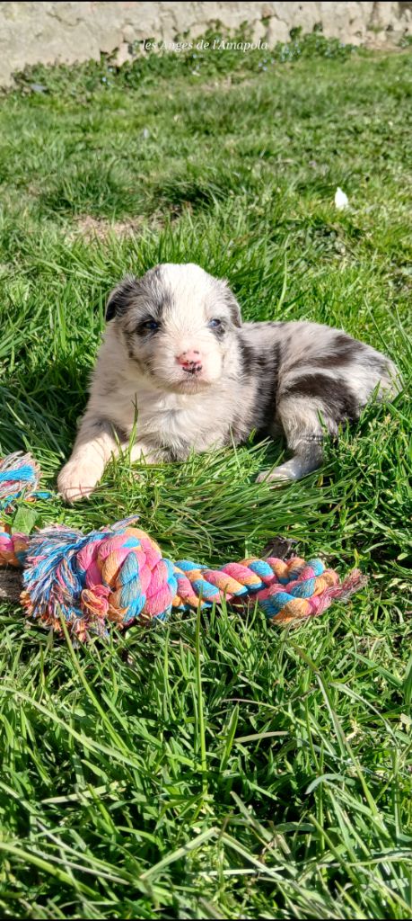 Nathalie Rogues - Chiots disponibles - Border Collie