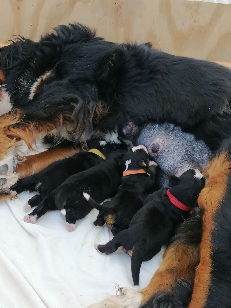 Chiot Bouvier Bernois des Sables d'Or d'Iko