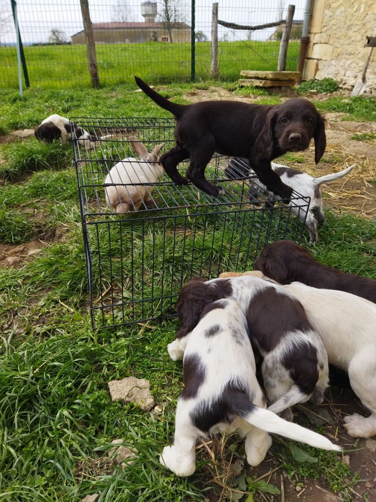 Des Voix Du Val - Envoyez la rançon !! On détient le lapin de Pâques 