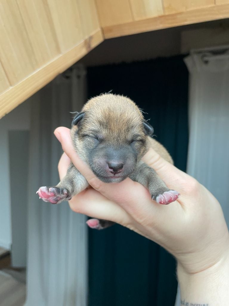 de la Nouvelle Aube - Chiots disponibles - Shiba