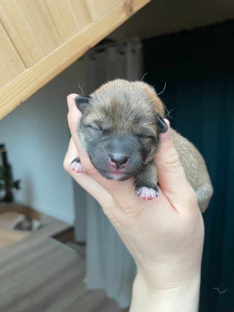 de la Nouvelle Aube - Chiots disponibles - Shiba