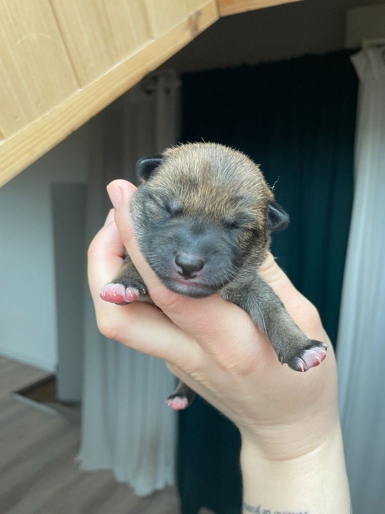 de la Nouvelle Aube - Chiots disponibles - Shiba