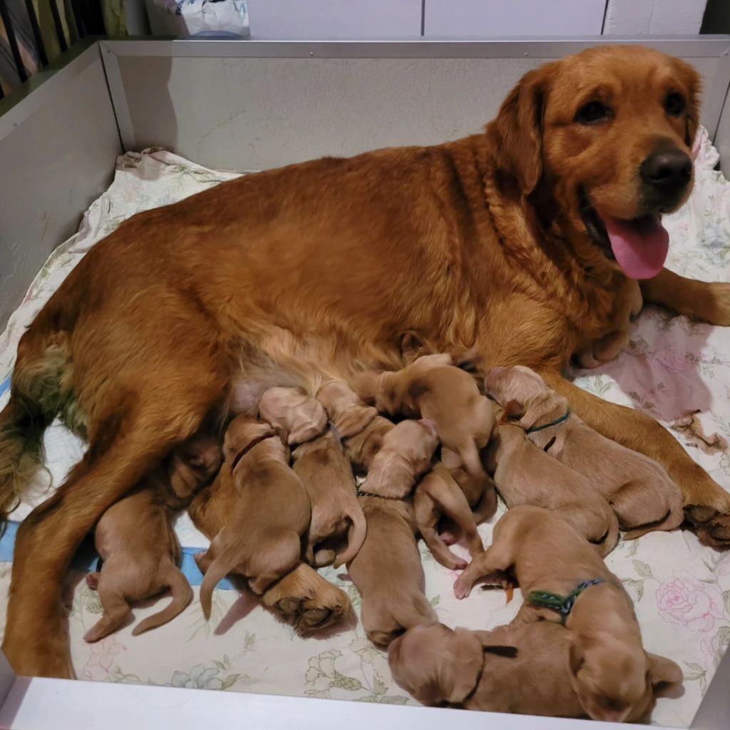 Du Brionnais Doré - Golden Retriever - Portée née le 12/01/2024