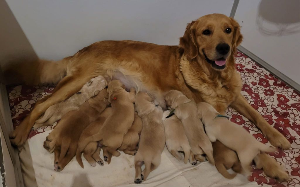 Du Brionnais Doré - Golden Retriever - Portée née le 23/12/2023