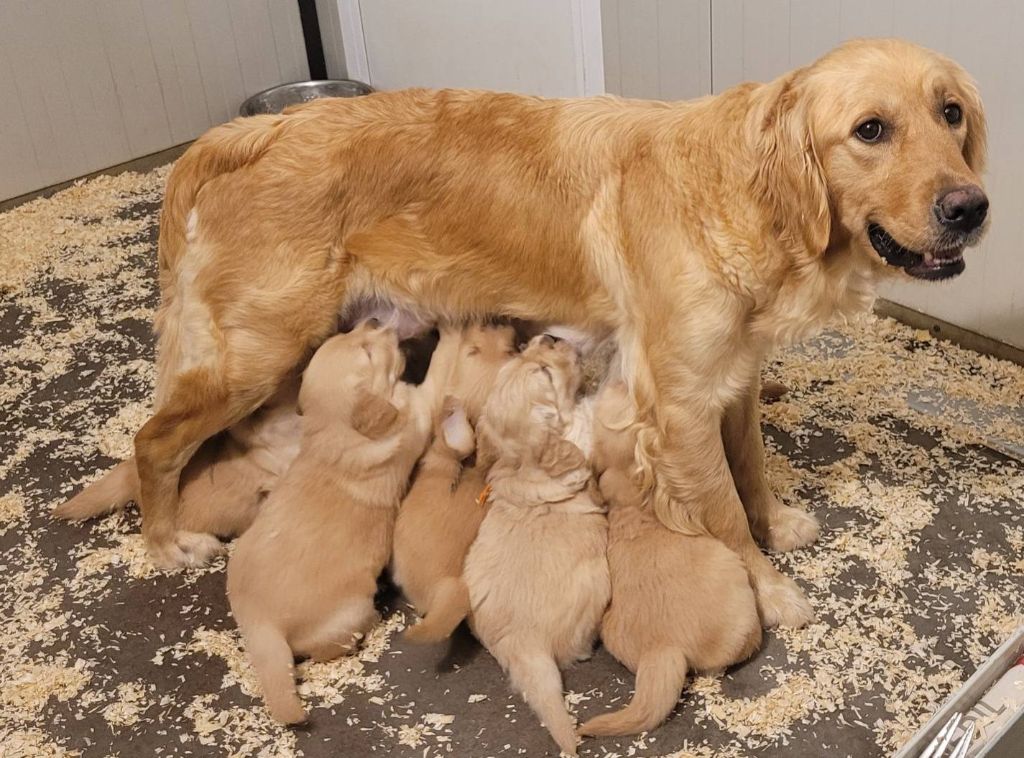 Du Brionnais Doré - Golden Retriever - Portée née le 26/12/2024