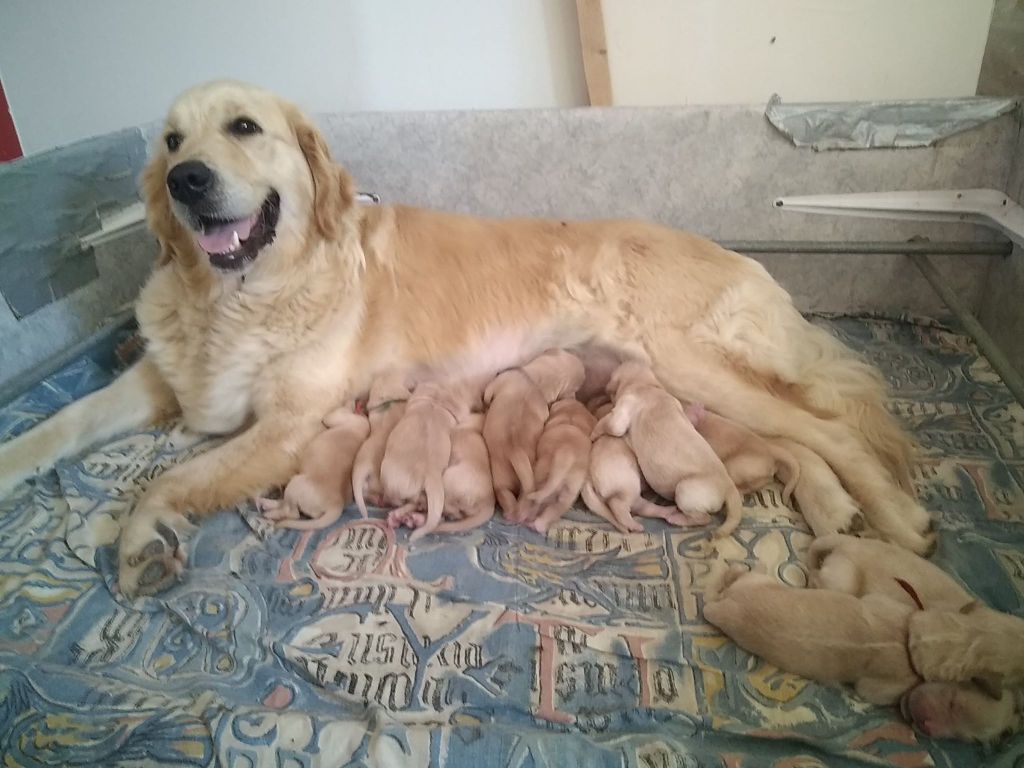 Du Brionnais Doré - Golden Retriever - Portée née le 28/06/2021