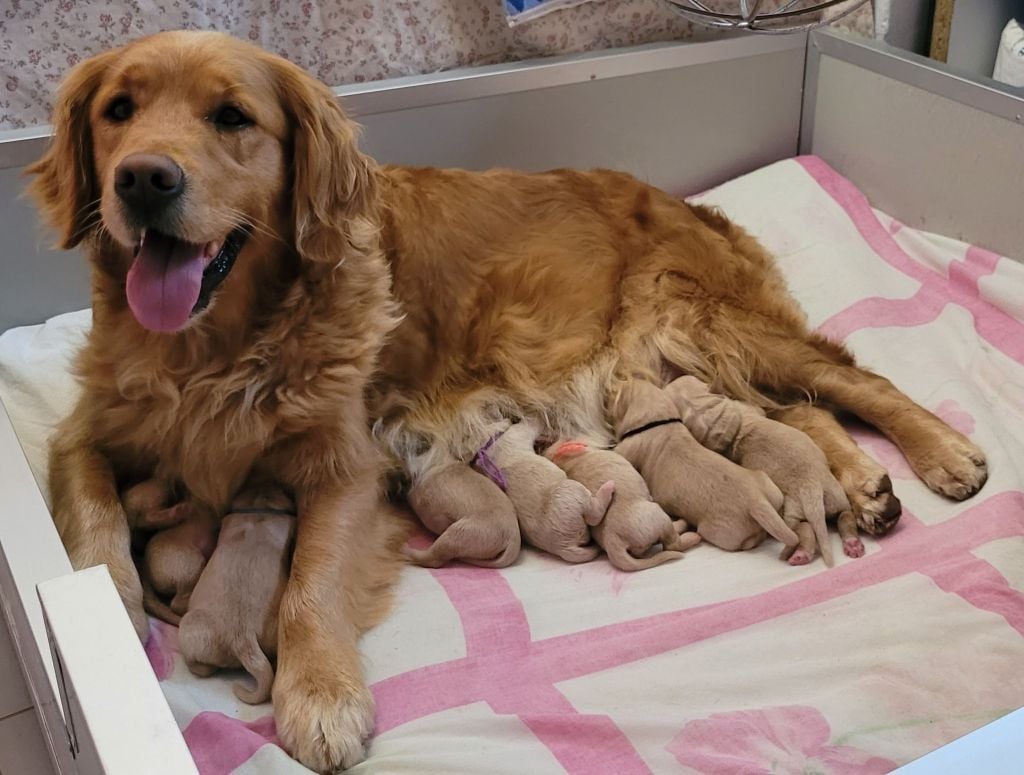 Du Brionnais Doré - Golden Retriever - Portée née le 10/02/2025