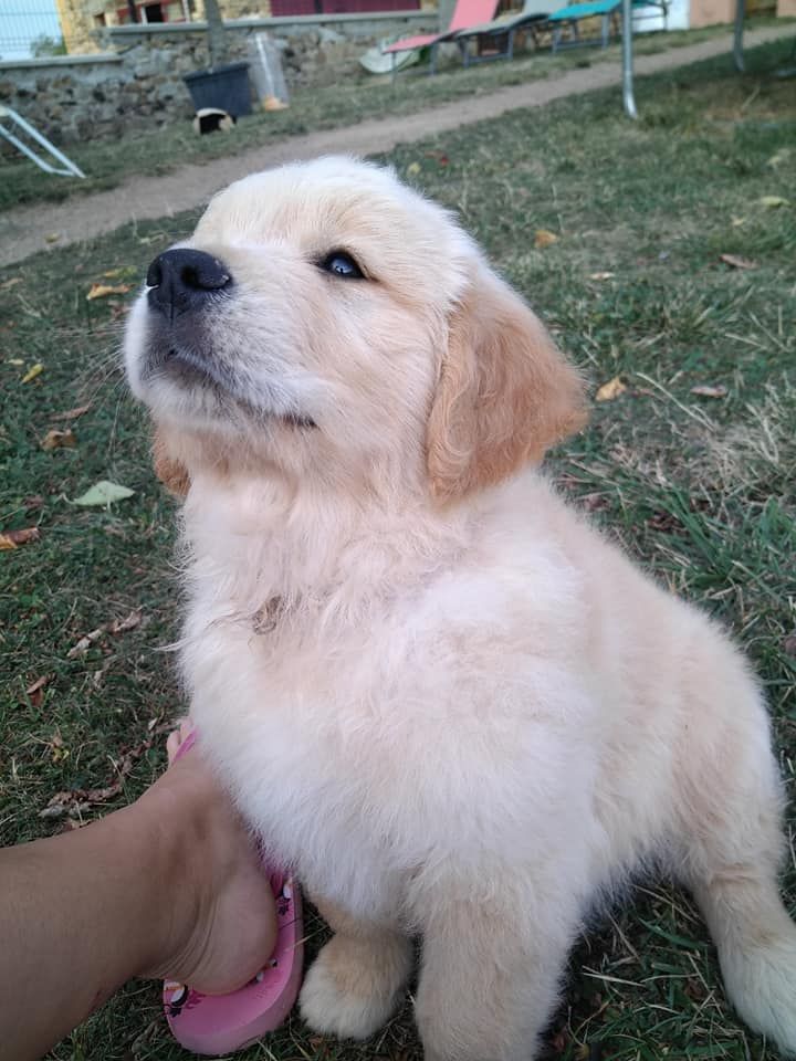 Du Brionnais Doré - Golden Retriever - Portée née le 23/07/2020