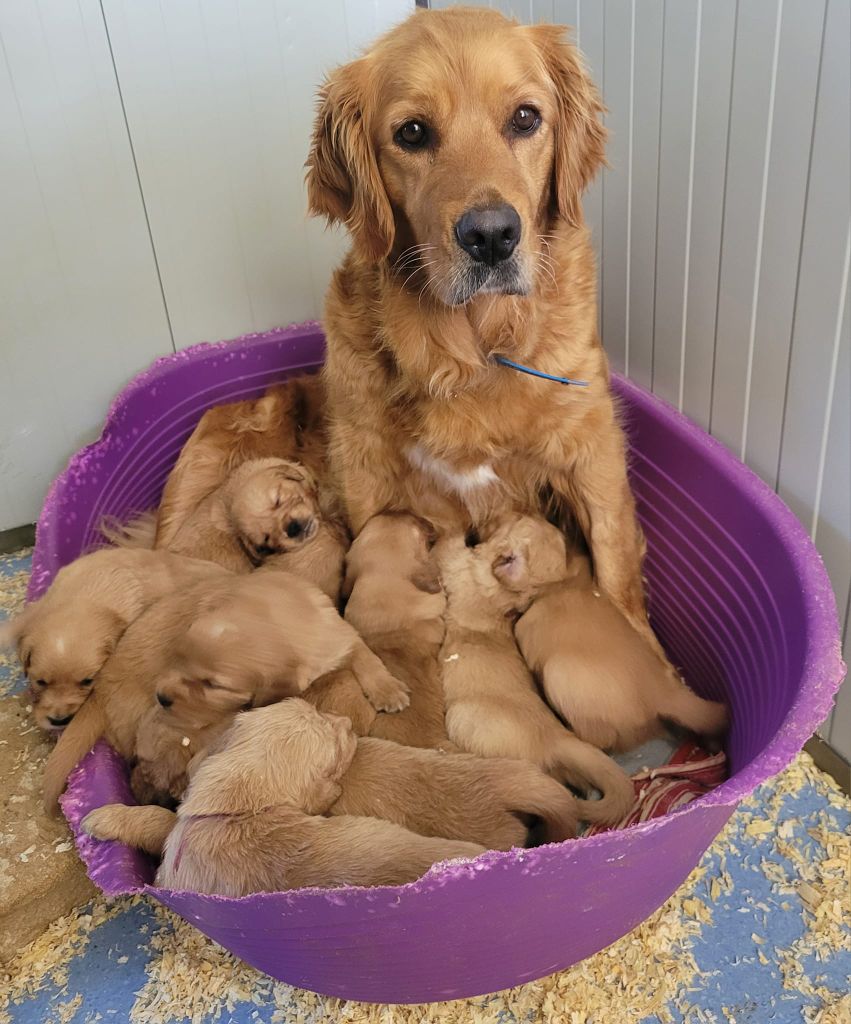 Du Brionnais Doré - Golden Retriever - Portée née le 15/03/2024