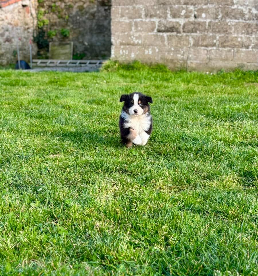 Des Embruns De Jade - Chiots disponibles - Berger Australien