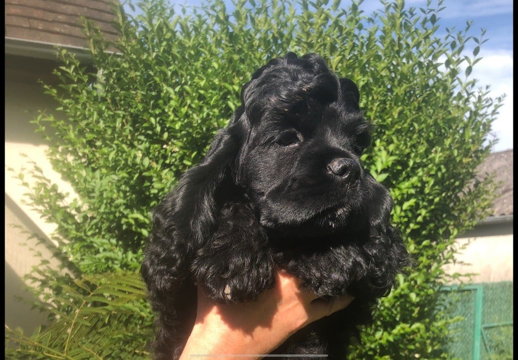 Chiot American Cocker Spaniel Angel Of Cooky