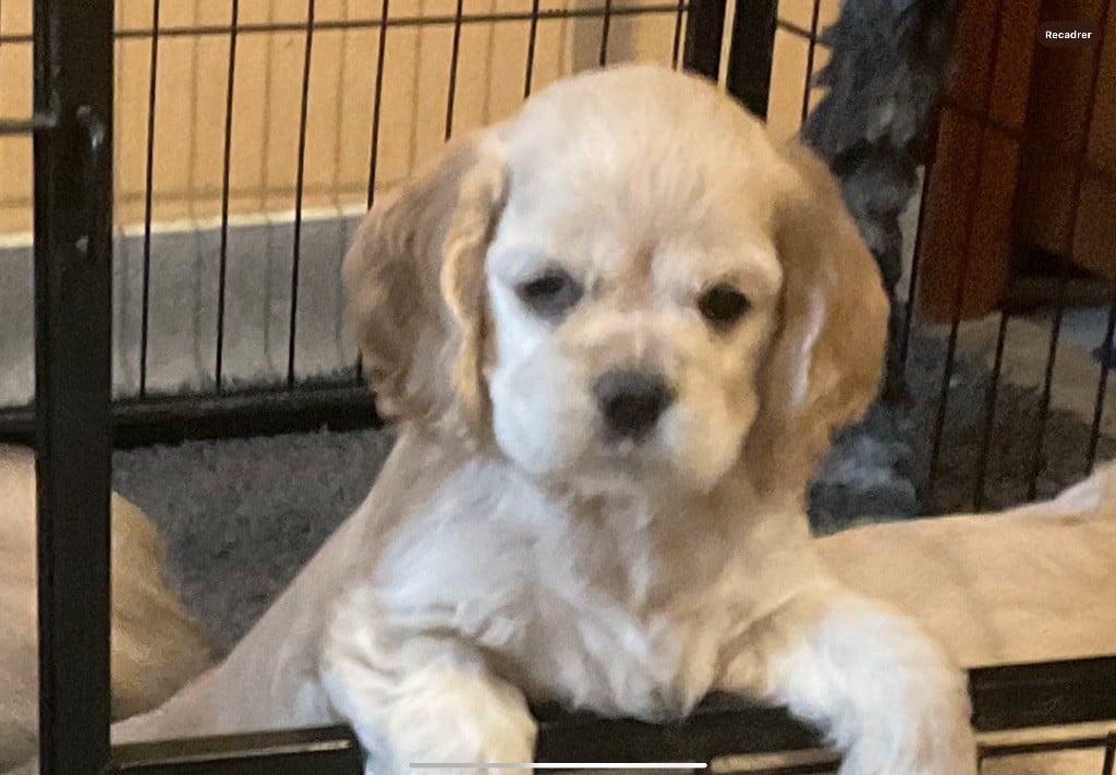 Angel Of Cooky - Chiots disponibles - American Cocker Spaniel