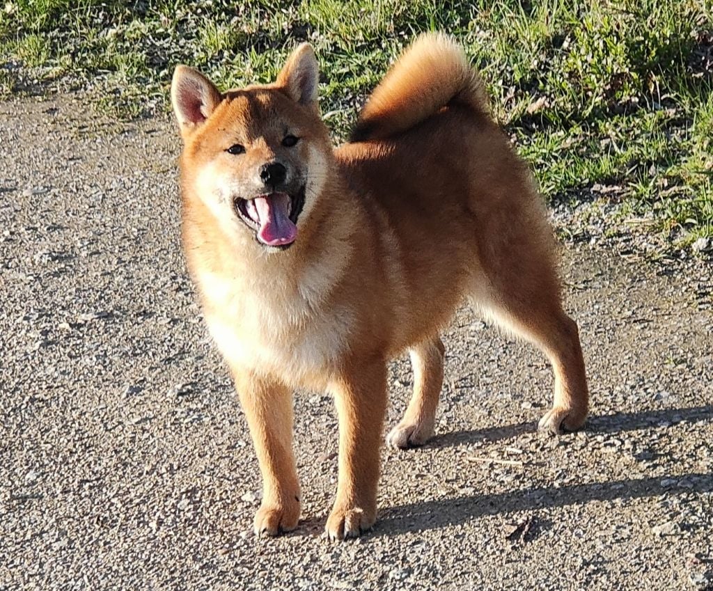 Des Crocs Du Quercy - Plusieurs chiens à vendre 