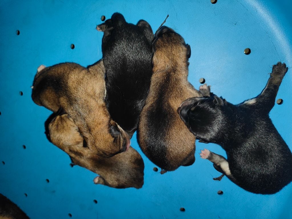 Naissance des chiots de Shoko