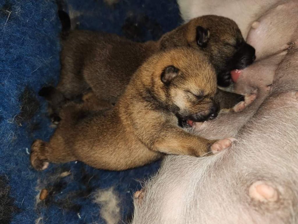 Des Crocs Du Quercy - Naissance des chiots de Reiko 