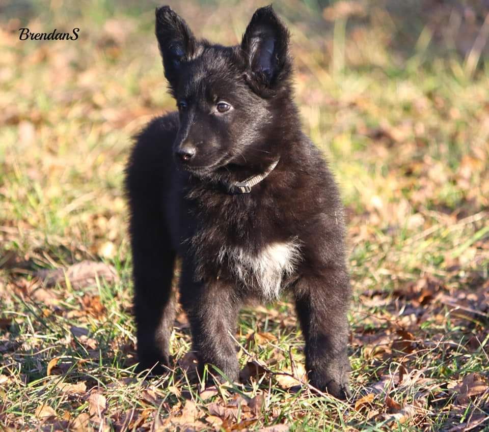 Encore deux chiots Groenendael de disponible