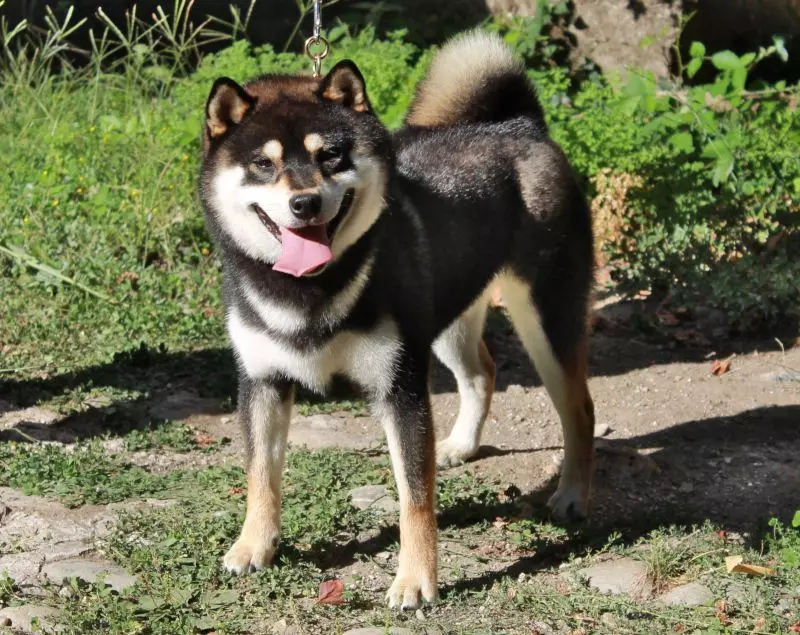 Des Crocs Du Quercy - Saillie de Reiko Of Neko-Ken 