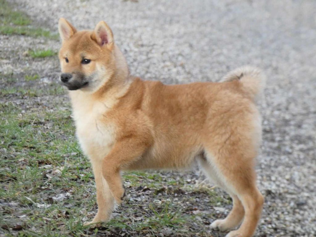 Des Crocs Du Quercy - Chiots disponibles - Shiba