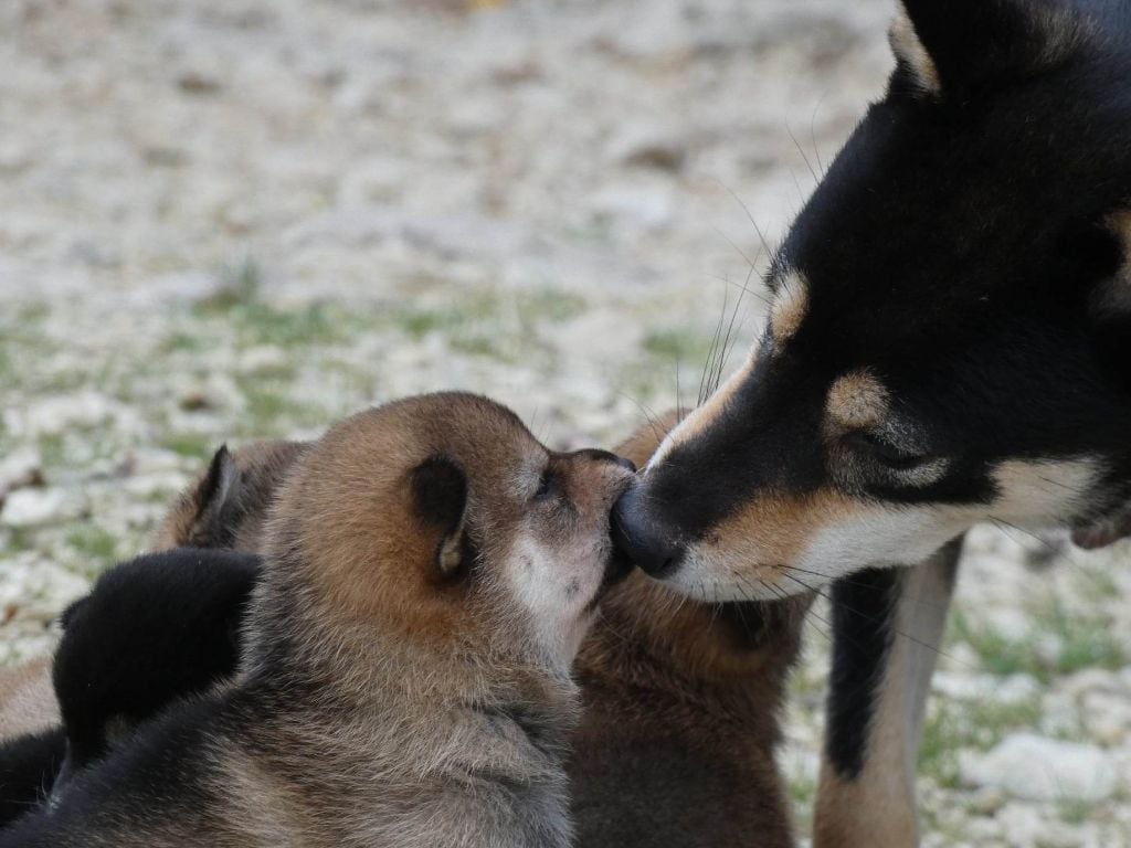 Chiot Shiba Des Crocs Du Quercy