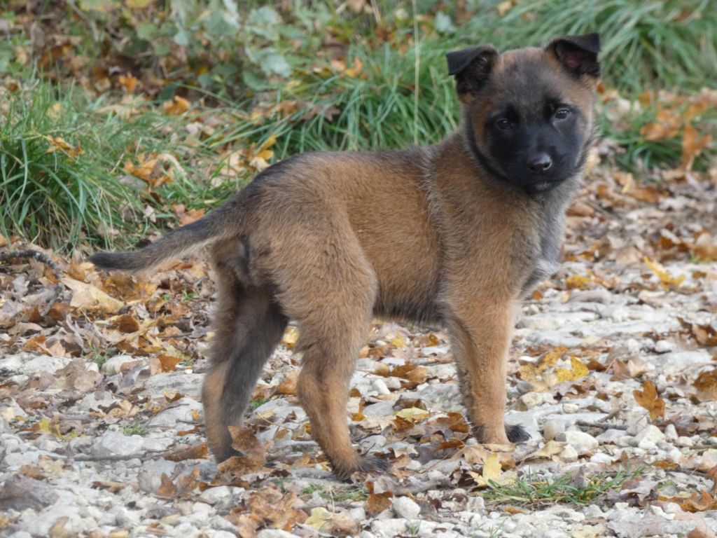 Des Crocs Du Quercy - Chiots disponibles - Berger Belge