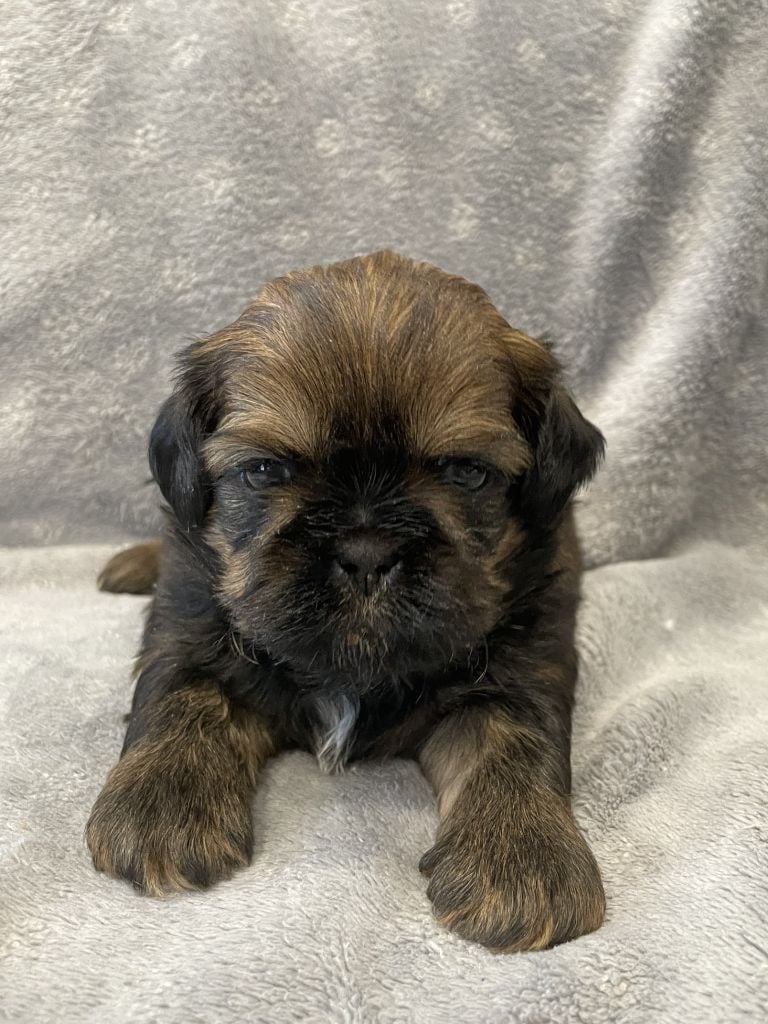 Du Royaume De Goban - Chiots disponibles - Shih Tzu