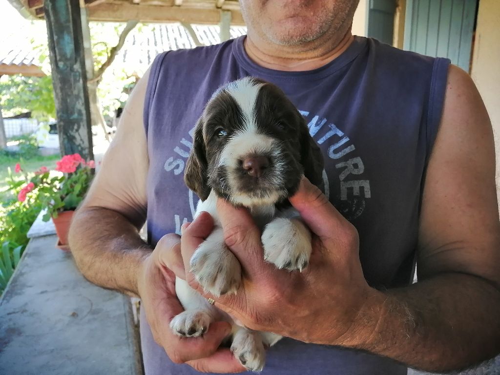 Du Couderc Pastourais - English Springer Spaniel - Portée née le 22/06/2020