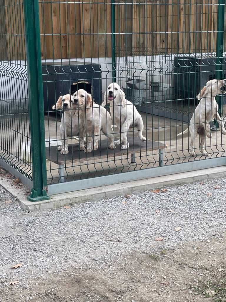 Chiot Setter Anglais Du Chenil De Pépon