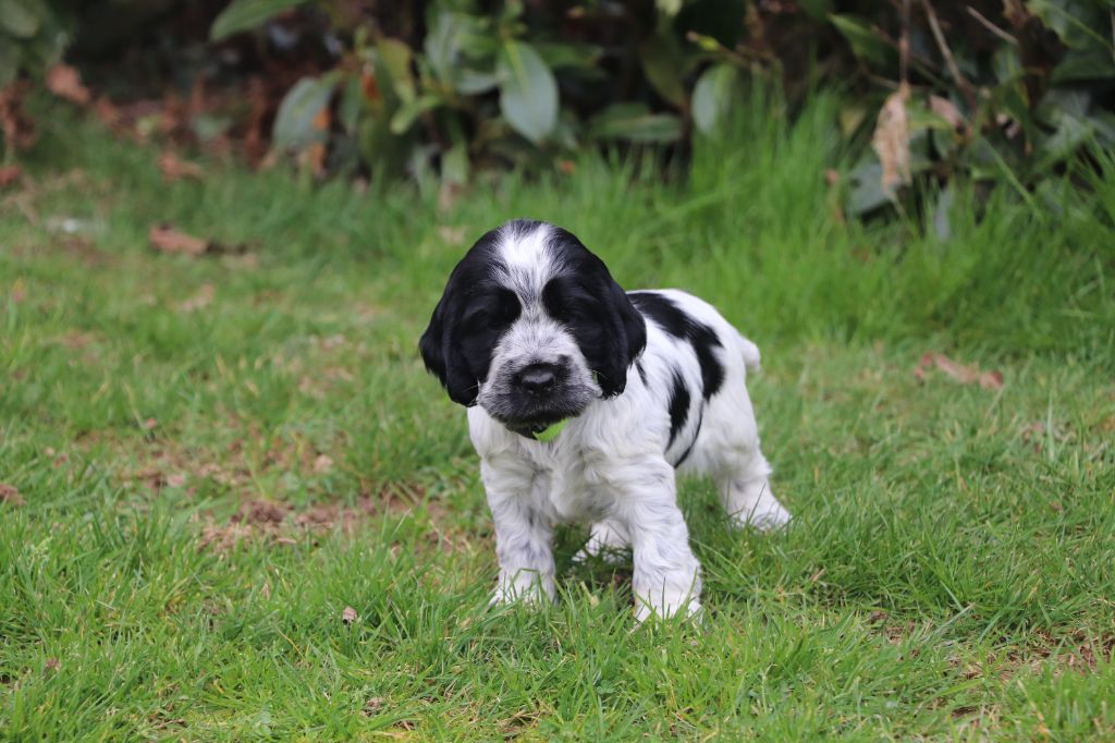 Des Plumes D'Orphée - Chiots disponibles - Cocker Spaniel Anglais