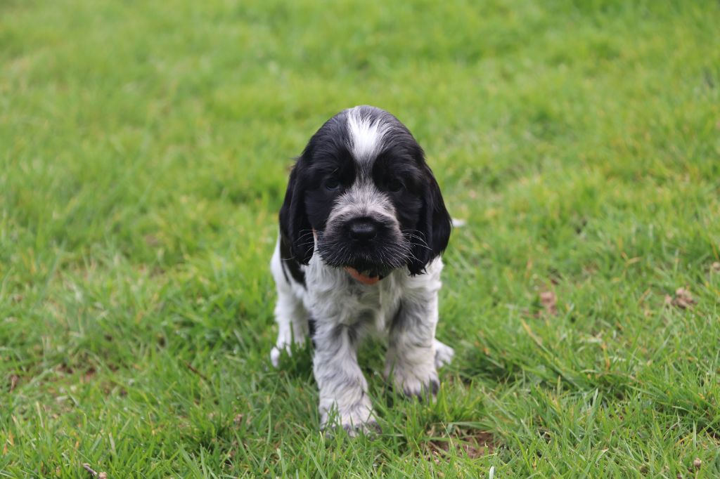 Des Plumes D'Orphée - Chiots disponibles - Cocker Spaniel Anglais