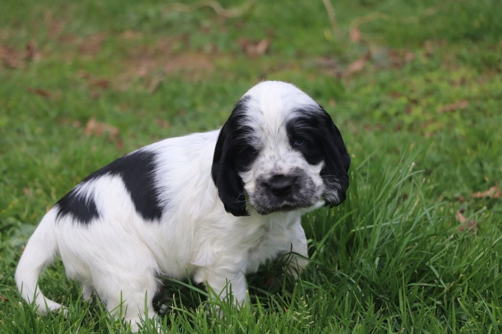 Des Plumes D'Orphée - Chiots disponibles - Cocker Spaniel Anglais