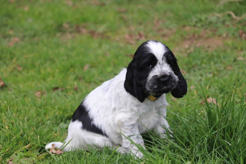 Des Plumes D'Orphée - Chiots disponibles - Cocker Spaniel Anglais