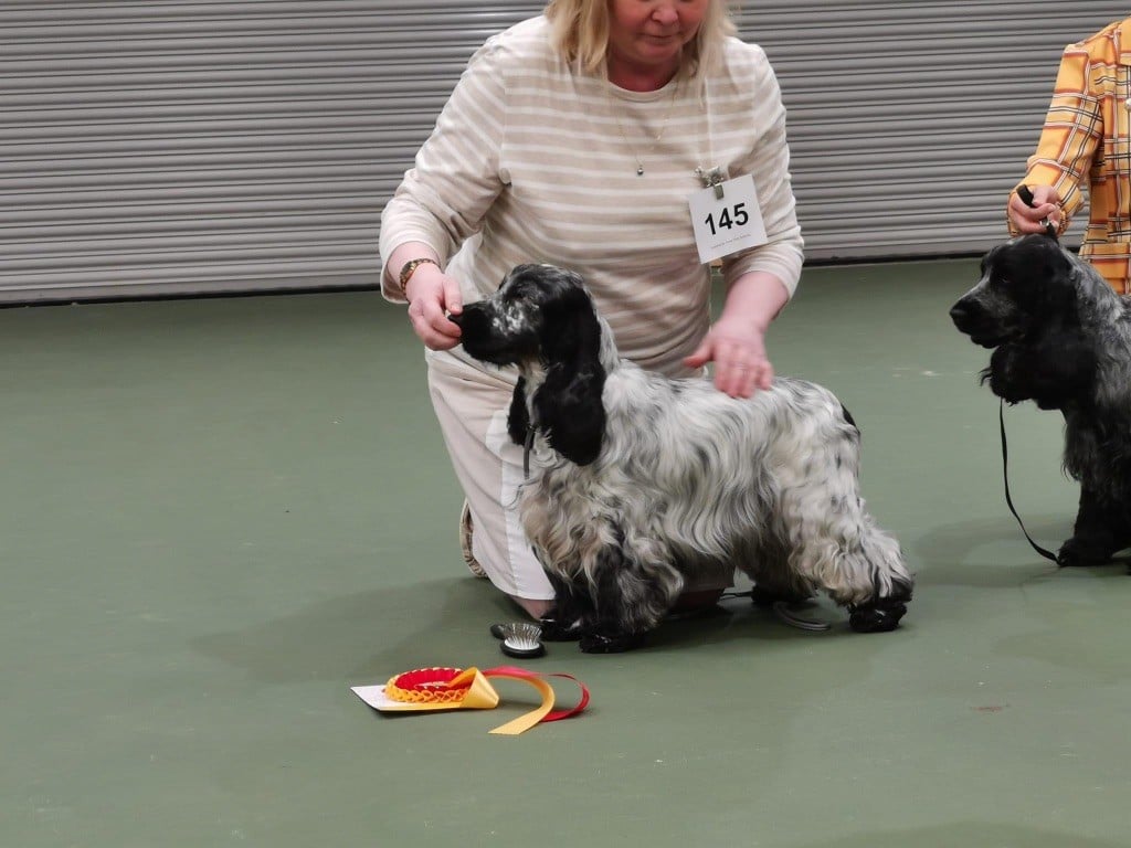 The Championship show of the Cocker Spaniel Club