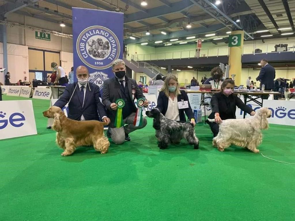 Blue Vroland - Molly Best of Breed at Raduno at Insubria Winner