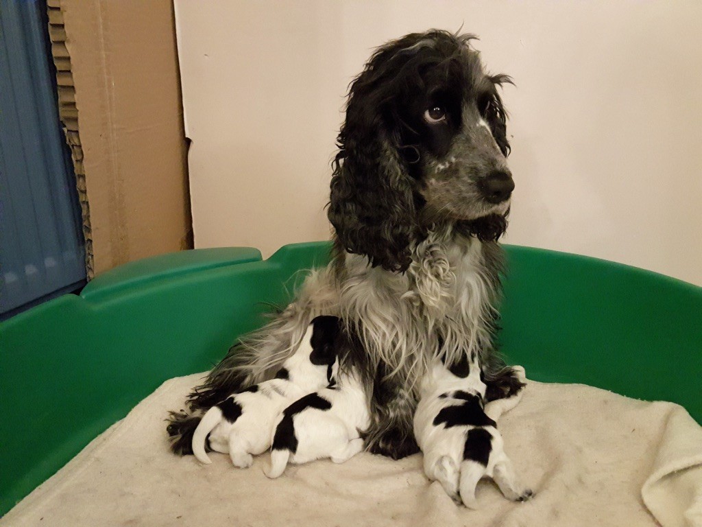 Blue Vroland - Cocker Spaniel Anglais - Portée née le 09/12/2020