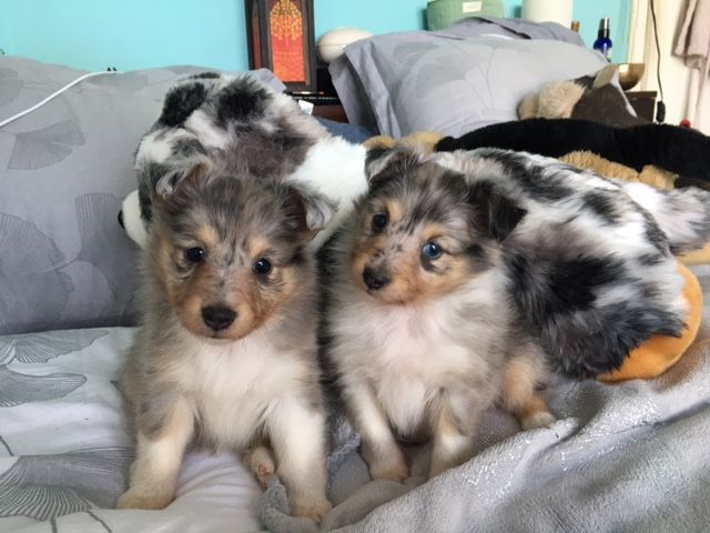 Chiot Shetland Sheepdog des deux étoiles