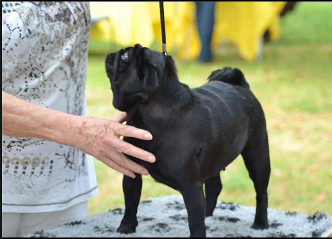 De la colline maya - 21.9.14 LANGON --SPECIALE 