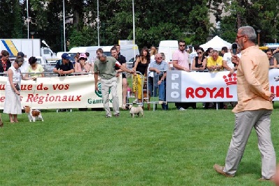 Fiorellino - cahors