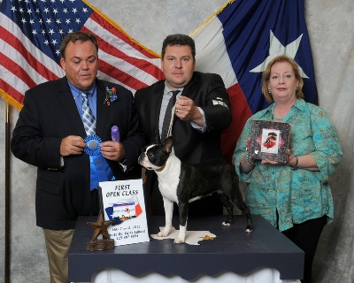 Des gardiens du bois clerbault - National Américaine Boston Terrier