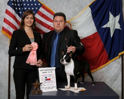 Des gardiens du bois clerbault - National Américaine Boston Terrier