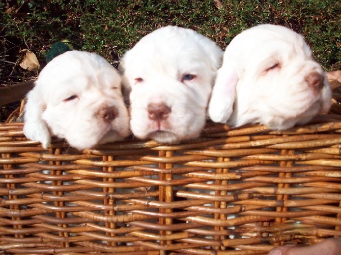 Du bois des amourettes - Chiots clumbers