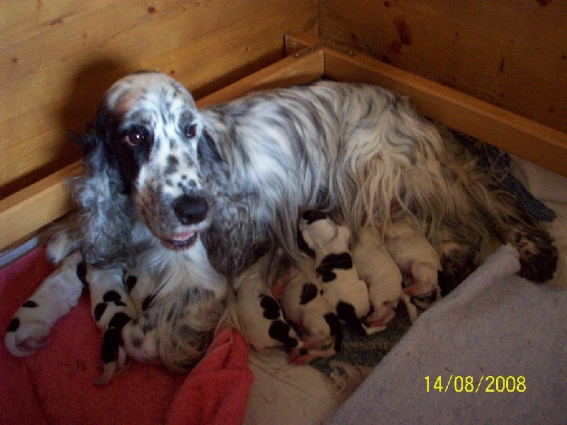 Du bois des amourettes - Cocker Spaniel Anglais - Portée née le 14/08/2008