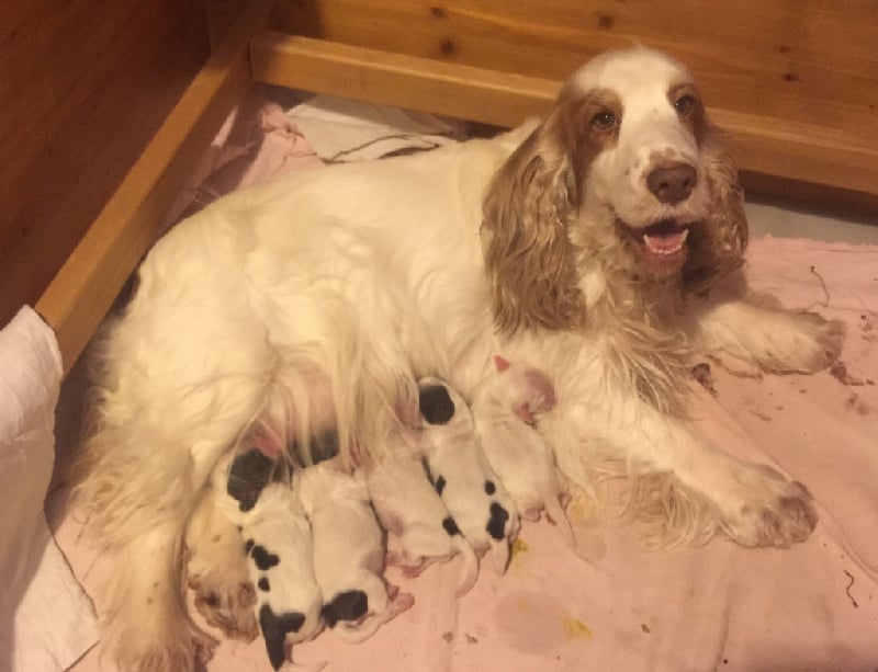 Du bois des amourettes - Cocker Spaniel Anglais - Portée née le 15/03/2016