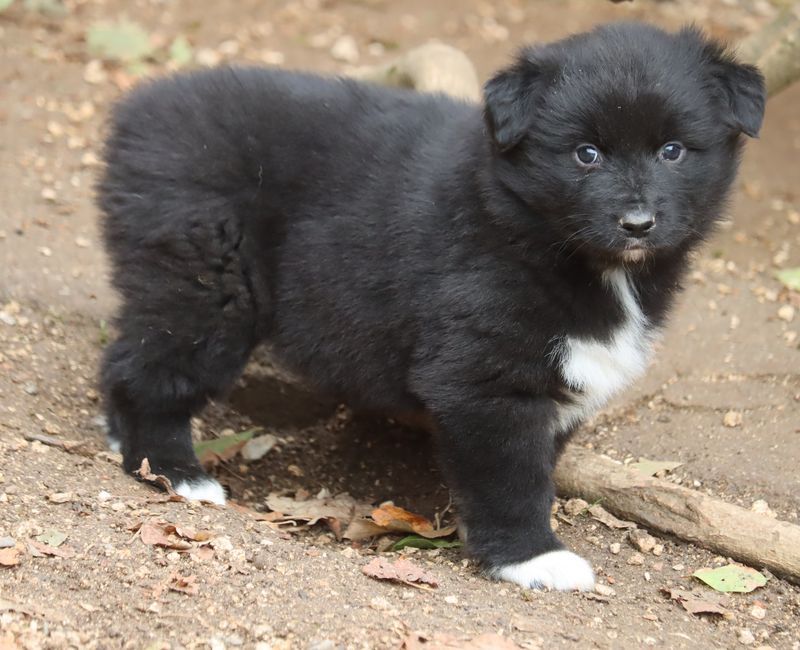 Chiot Berger Australien du Chemin de la Lune aux Reves