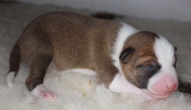 Chiot Basenji du Chemin de la Lune aux Reves