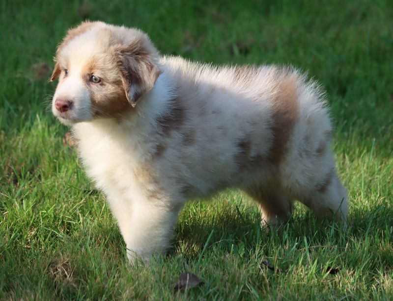 Chiot Berger Australien du Chemin de la Lune aux Reves