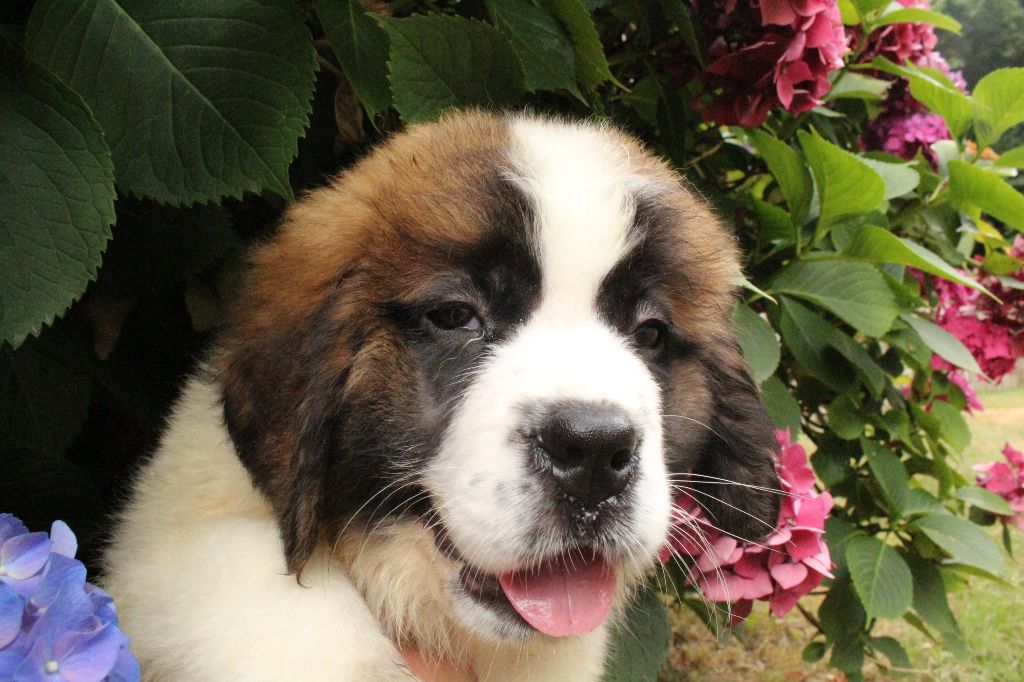 du Circuit des Eaux Vives - Chiots disponibles - Chien du Saint-Bernard