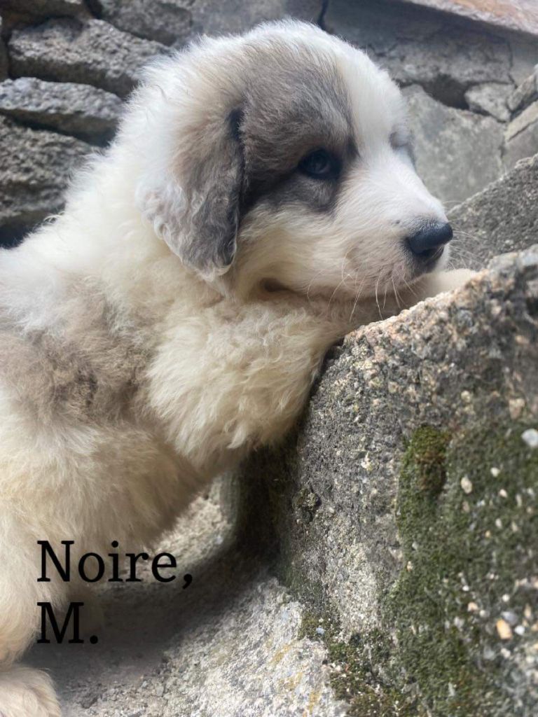 du Circuit des Eaux Vives - Chiots disponibles - Chien de Montagne des Pyrenees