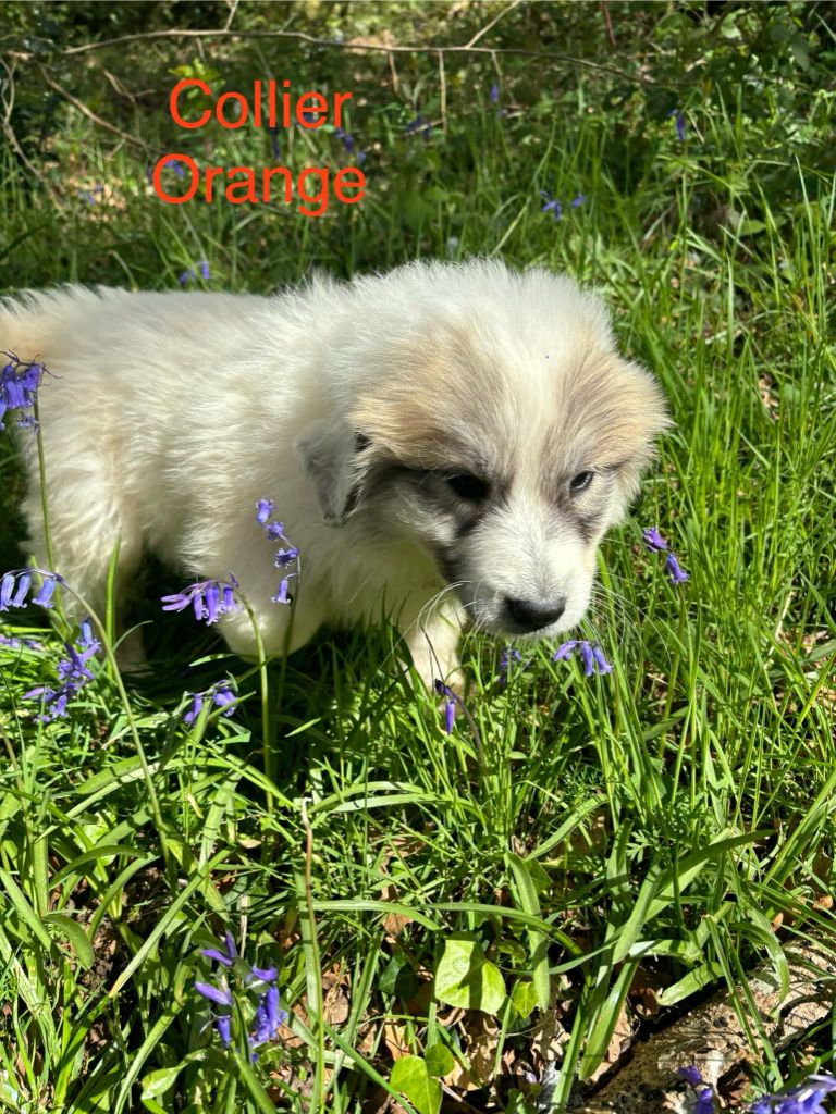 du Circuit des Eaux Vives - Chiots disponibles - Chien de Montagne des Pyrenees