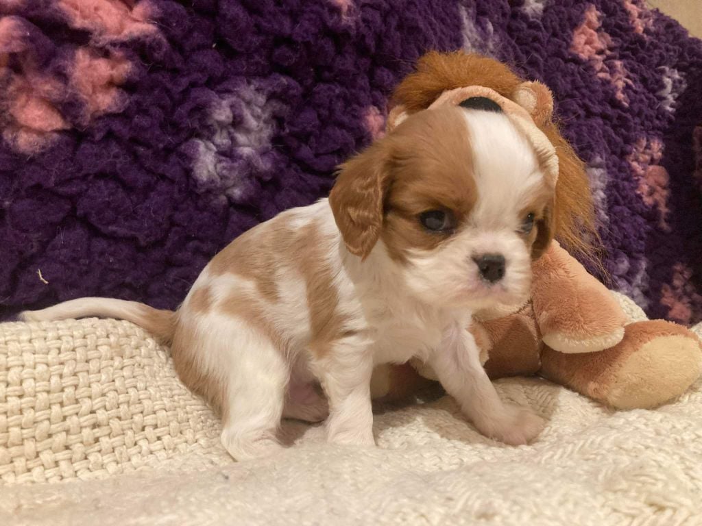 du Circuit des Eaux Vives - Chiots disponibles - Cavalier King Charles Spaniel