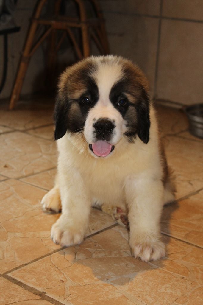 du Circuit des Eaux Vives - Chiots disponibles - Chien du Saint-Bernard